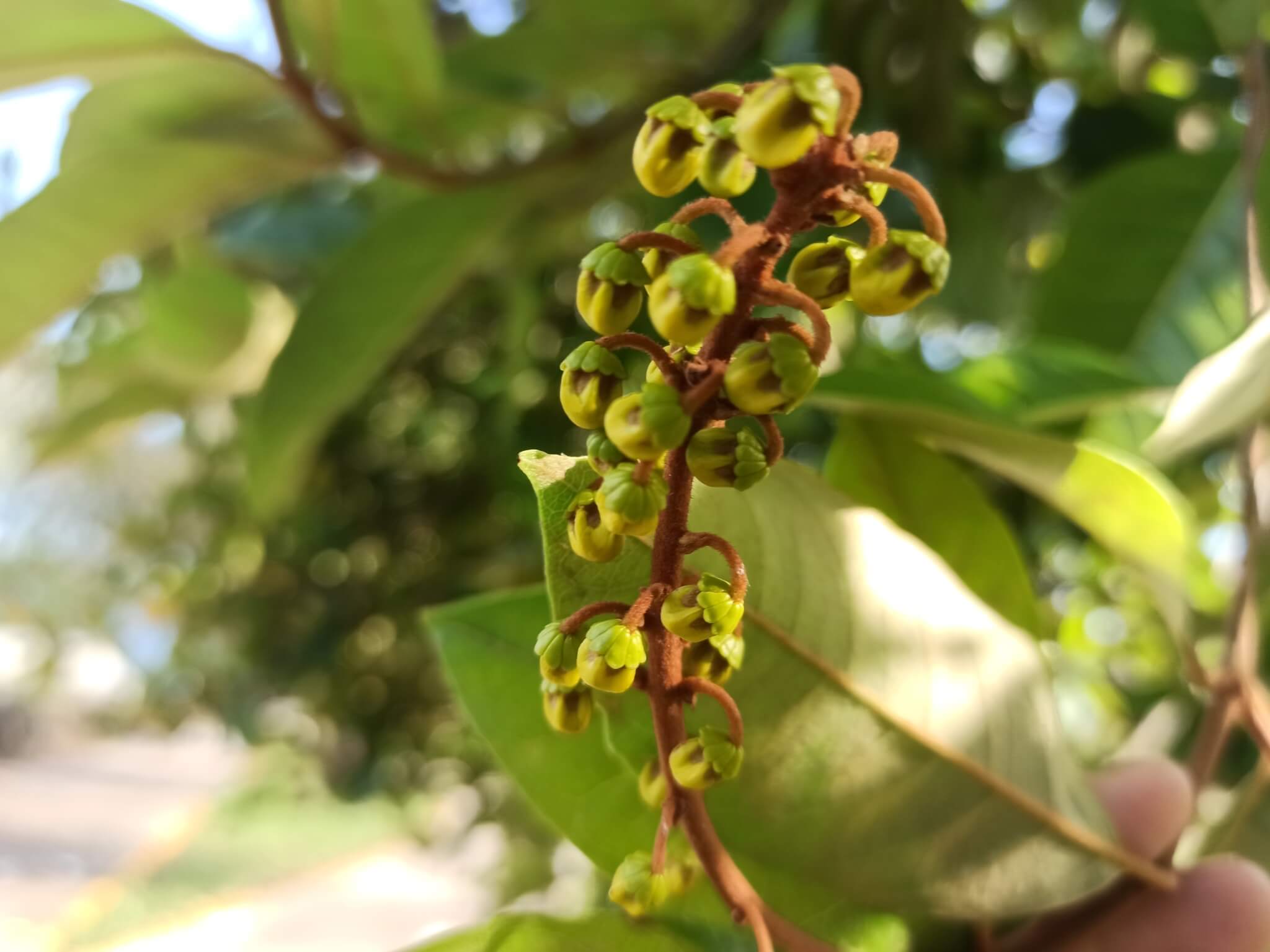 Byrsonima crassifolia